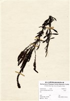 藏品(追風草)的圖片